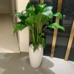 Peace Lily Large in Glossy White Long Pot Plants UAE
