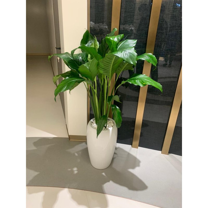 Peace_Lily_Large_in_Glossy_White_Long_Pot_Plants_UAE.jpg Peace Lily Large in Glossy White Long Pot Plants UAE - Image 1
