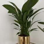 Peace lily in Gold Pot Indoor Plants UAE