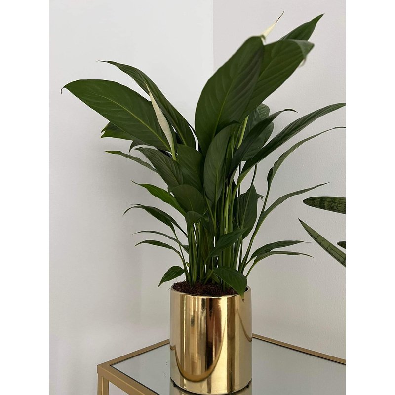 Peace_lily_in_Gold_Pot_Indoor_Plants_UAE.jpg Peace lily in Gold Pot Indoor Plants UAE - Image 1