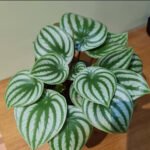 Pepperomia Table Plant UAE