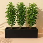 Outdoor Plants Jasmine in Rectangle Pot UAE