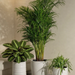 Pet Friendly Bundle Best Seller Plants UAE