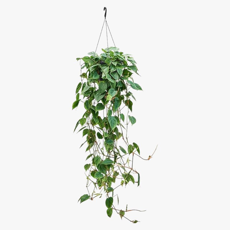 Philodendron-scandens-Photoroom.jpg Philodendron Scandens - Hanging - Image 1