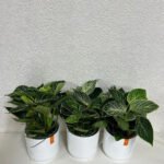 Philodendron Each in Ceramic Plants UAE