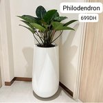 Philodendron Premium in Fiber Plants|130cm