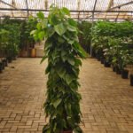 Philodendron XL Promo Plants UAE