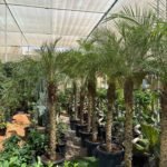 Phoenix Palm Tree Thailand Outdoor Plants UAE