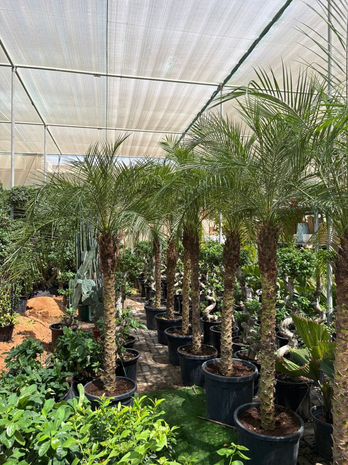 Phoenix_Palm_Tree_Thailand_Outdoor_Plants_UAE.jpg Phoenix Palm Tree Thailand Outdoor Plants UAE - Image 1