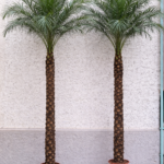 Phoenix Tree Robelini 2.8-3m Plants UAE