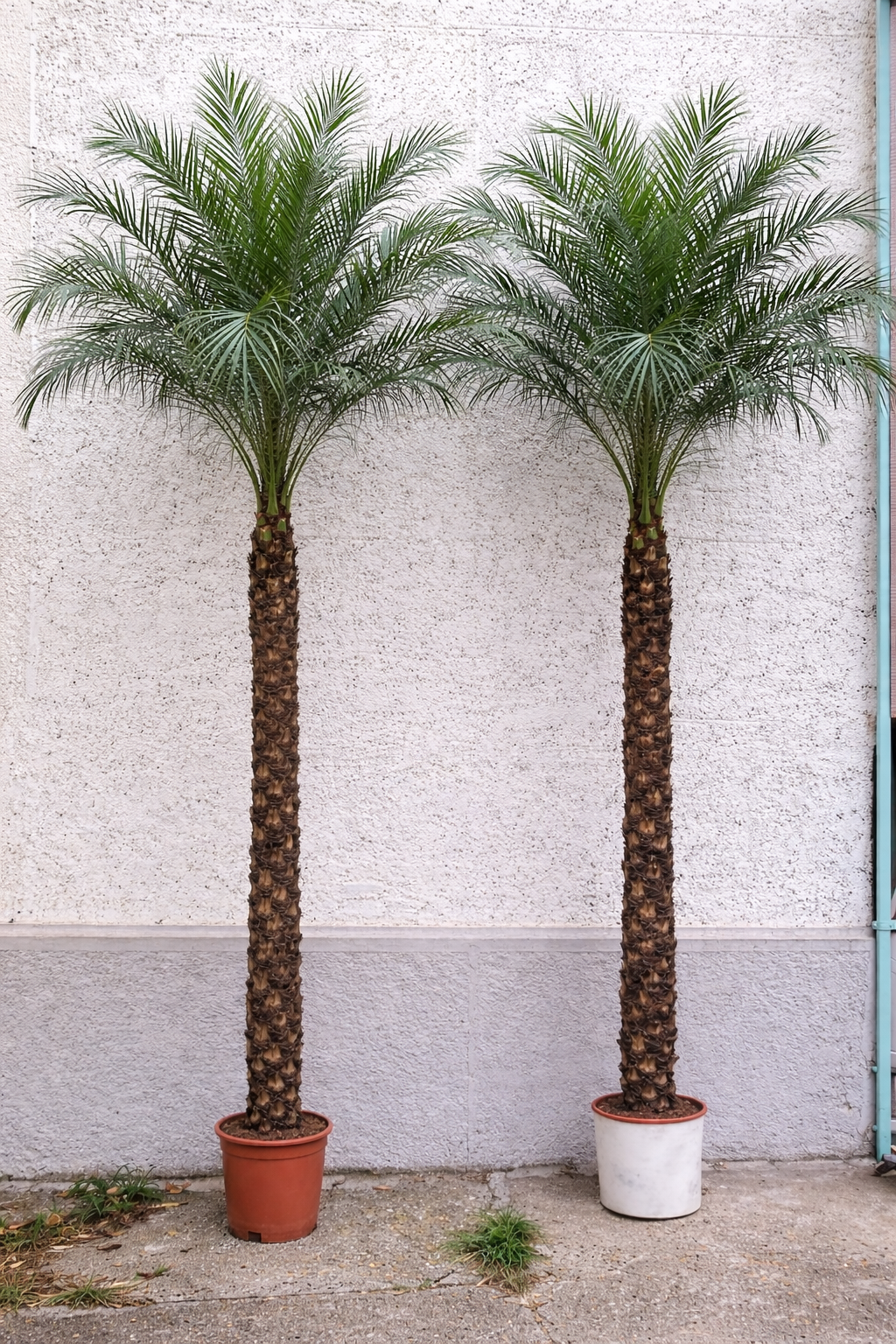 Phoenix_Tree_Robelini_2.8-3m_Plants_UAE.png Phoenix Tree Robelini 2.8-3m Plants UAE - Image 1
