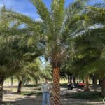 Phoenix Tree Sylvester 3m Plants UAE