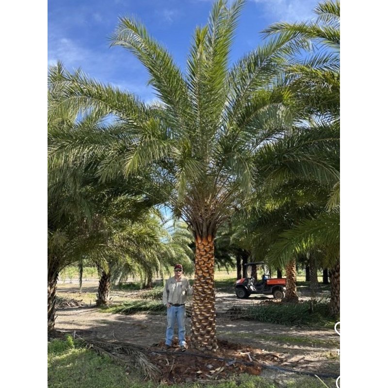 Phoenix_Tree_Sylvester_3m_Plants_UAE.jpg Phoenix Tree Sylvester 3m Plants UAE - Image 1