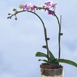 Variegated Mini Orchid in Glass Vase - Image 2