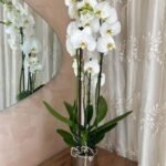 Pink Orchid with Silver Plants Shop Dubai