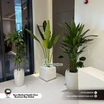 Office Plants Premium Quality Big Bundle 3pc Bird of Paradise + Travellers Palm + Dracaena Plants UAE - Image 2