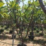 Plumeria Frangipani Multiple Head Large Plants UAE