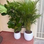 Power House Plants Bundle Areca + Fiddle Indoor Plants UAE
