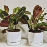 Prayer Plant Each Plants UAE