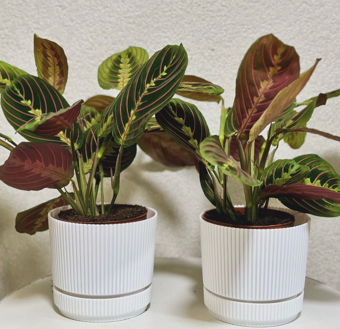 Prayer_Plant_Each_Plants_UAE.jpg Prayer Plant Each Plants UAE - Image 1