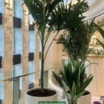 Premium Indoor Plants Bundle in Fiber Areca + Vietchia Palm + Cast Iron Plant Dubai