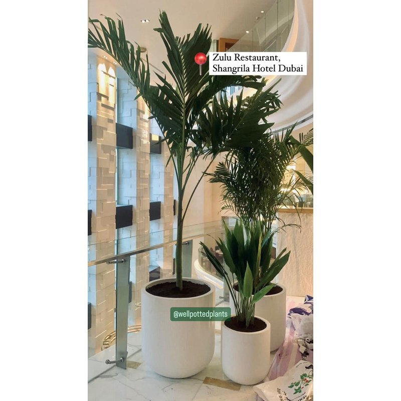 Premium_Indoor_Plants_Bundle_in_Fiber_Areca_Vietchia_Palm_Cast_Iron_Plant_Dubai.jpg Premium Indoor Plants Bundle in Fiber Areca + Vietchia Palm + Cast Iron Plant Dubai - Image 1