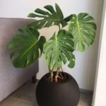 Premium Monstera Big Leaves in Fiber Round Pot Plants UAE