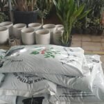 Soil Premium Quality PROMO Plants UAE