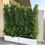 Privacy Ficus Very Bushy in Fiber Pot Plants UAE