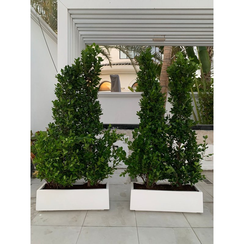 Privacy Plant Ficus 2pots Bundle in Fiber Indoor Plants Dubai - Image 1