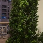 Privacy Plant in Fiber Pot Plants Dubai