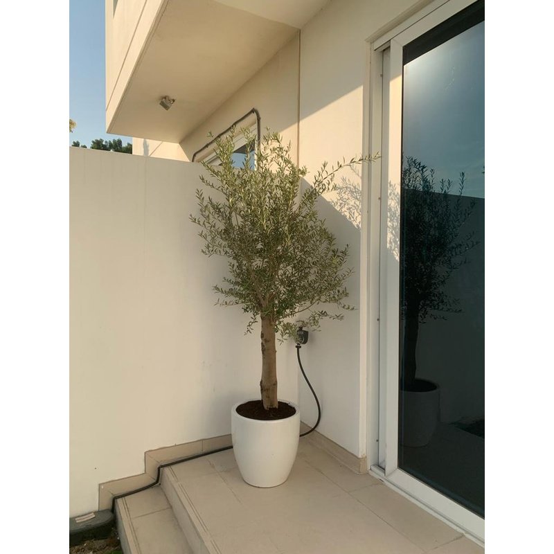 Olive Tree Outdoor Premium XLarge in White Indoor plants Dubai - Image 1