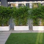 Privacy Plants Bamboo Palm in Rectangle Fiber in UAE