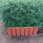 Privacy hedge 100cm Plants UAE