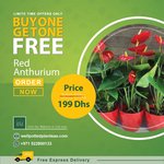 Red Anthorium PROMO Plants UAE