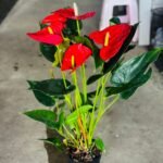 Red Anthurium Premium Promo Plants Dubai