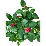 Rose Plant - Rose Velvet - Image 3