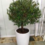 Round Olive Tree Plants UAE