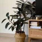Rubber Big Plant in Basket Indoor Plants UAE
