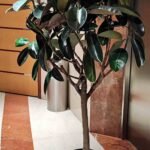 Rubber Large Premium in Nursery Pot Plants UAE
