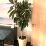 Rubber Plant Premium 160cm Plants UAE