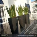 SNAKEPLANT XL in fiber pot Each Plants UAE