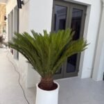 Sago Palm Extra Large in Fiber Premium Plants UAE