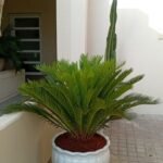 Sago Palm Large Indoor Plants UAE - Image 2