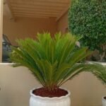 Sago Palm Large Indoor Plants UAE