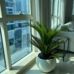 Sago Palm in Classy Fiber Pot Balcony Plants UAE