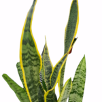 Sansevieria Trifasciata Plant - Snake Plant - Image 3