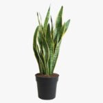 Sansevieria Trifasciata Plant - Snake Plant