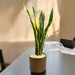 Sansevieria Trifasciata Plant - Snake Plant - Image 2