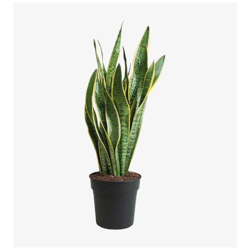 Sansevieria-Trifasciata-Plant.jpg Sansevieria Trifasciata Plant - Snake Plant - Image 1